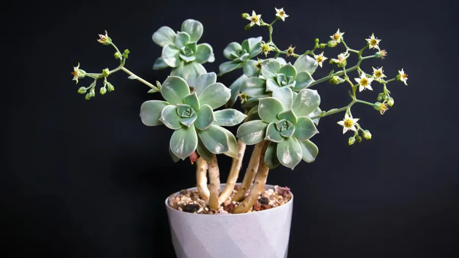Beautiful ghost plant succulent with blooming flowers against a black background.