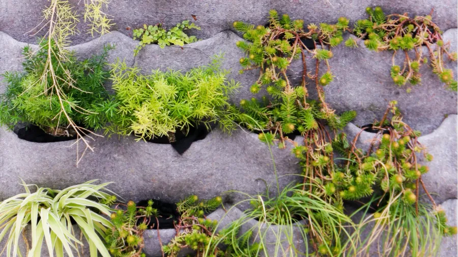 beautiful vertical garden