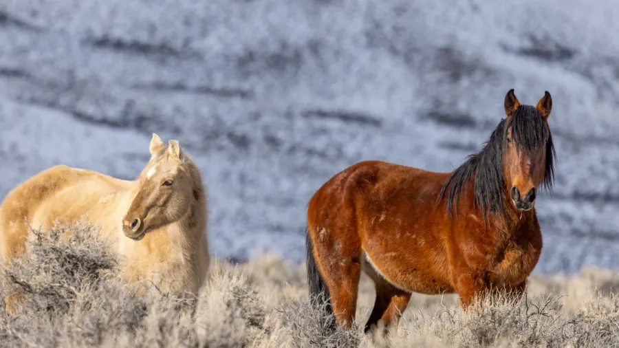 beautiful wild horses near challis idaho in winter