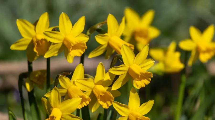 Bright yellow daffodils dancing in the sunlight.