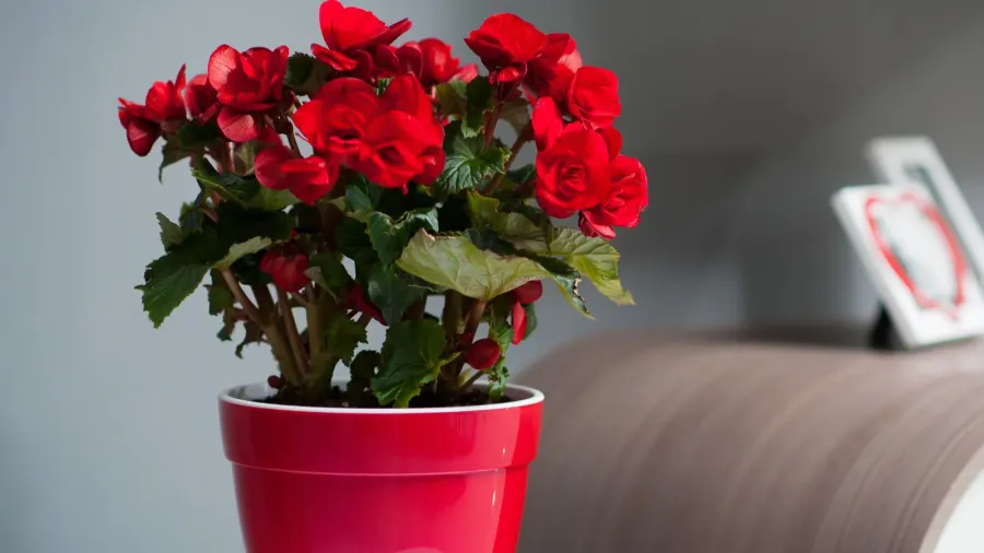 Blooming red begonias growing in a shiny red pot.