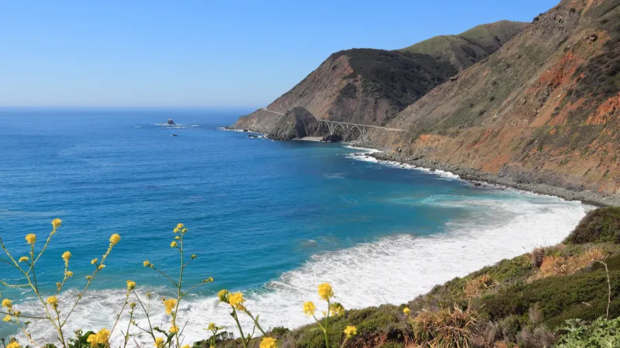 bixby creek bridge california usa yellow flowers of roadside invasive