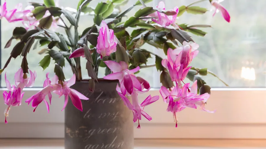 blooming pink christmas schlumbergera cactus in a pot on the