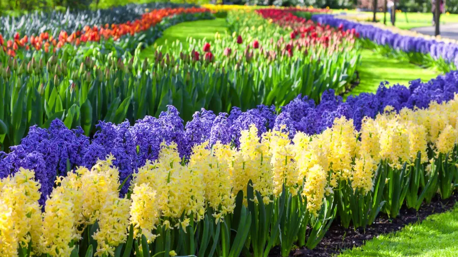 A colorful flowerbed displaying rows of hyacinths and tulips.