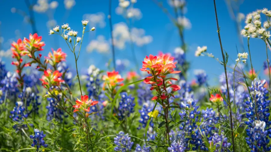Beautiful view of blue bonnets and texas wildflowers.
