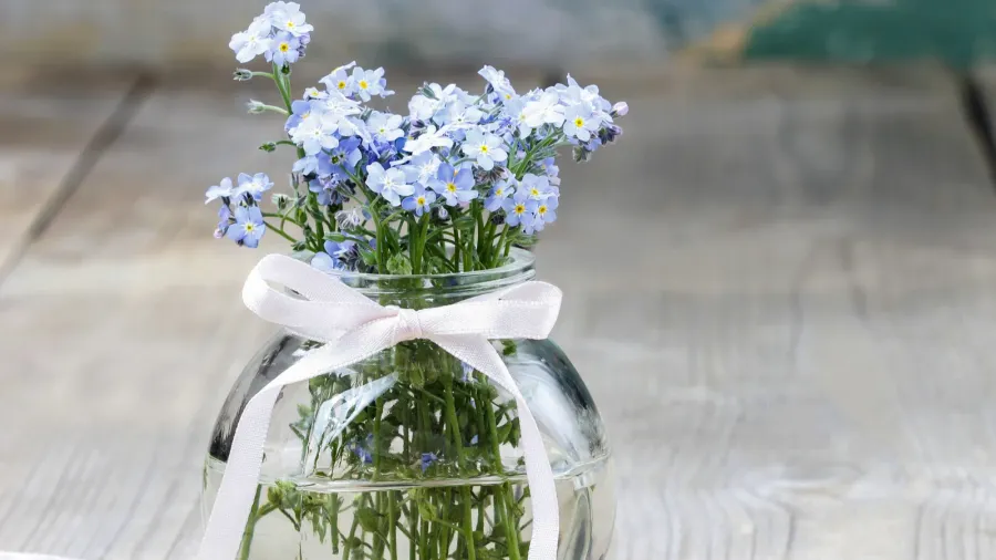 bouquet of forgetmenot flowers in glass vase