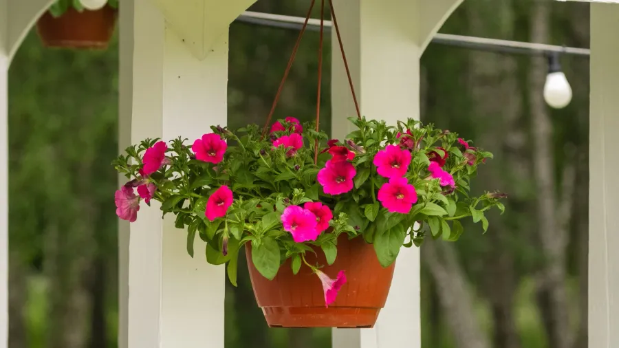 Bright pink petunia flowers growing in a hanging pot on a white porch.