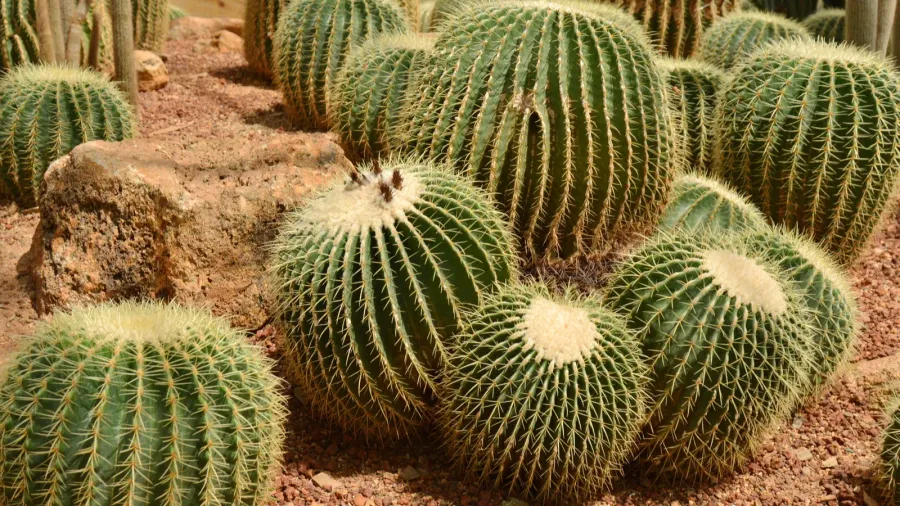 cactus flower in desert botanical garden cactus flower for deco