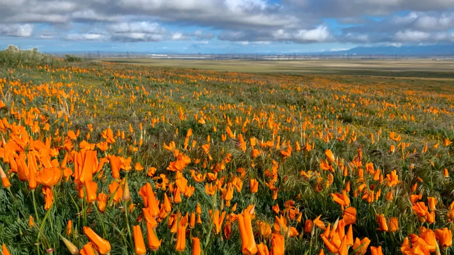 california poppies blooming on hills in spring antelope valley poppy