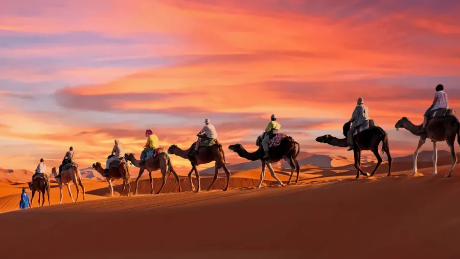 camel caravan going through the sahara desert in morocco at