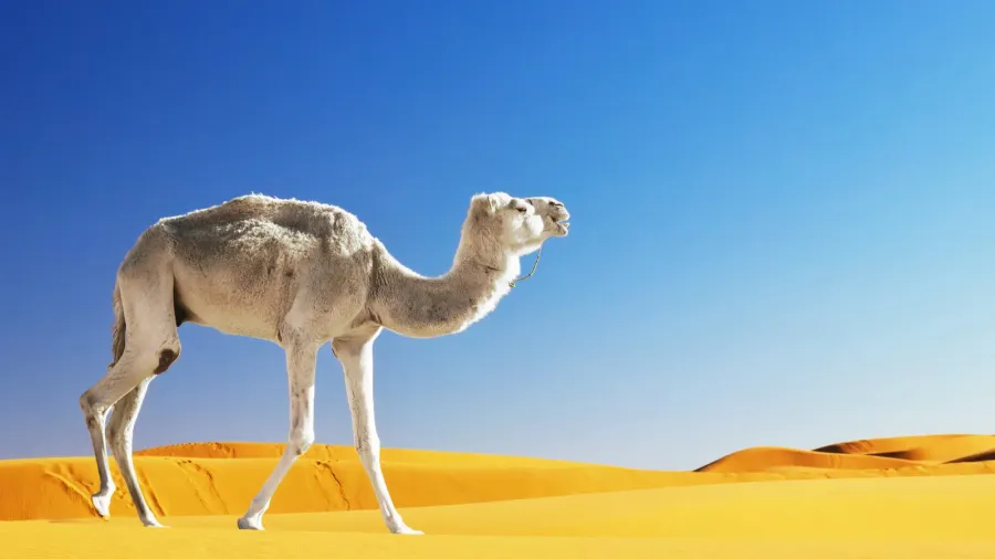 camel