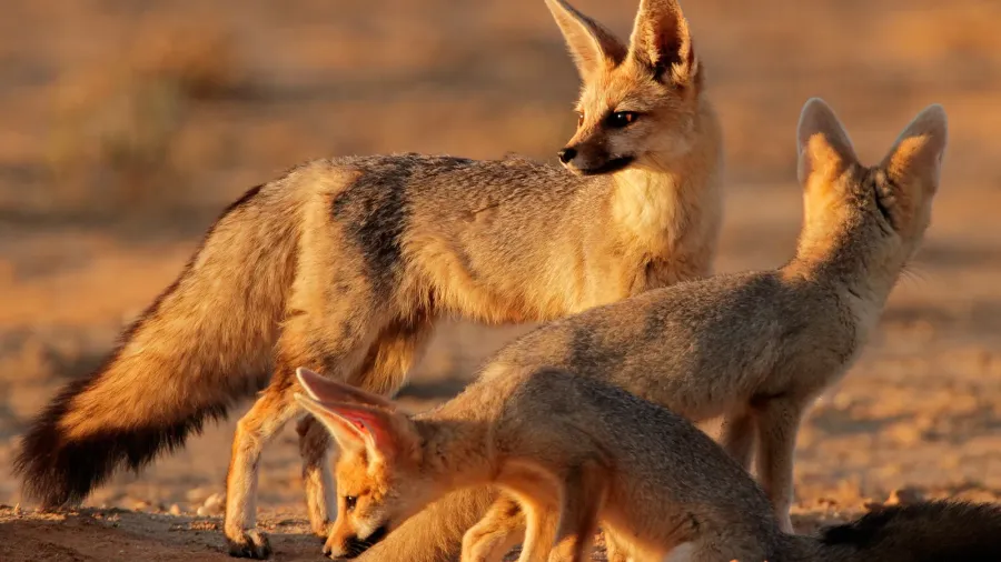 cape fox family