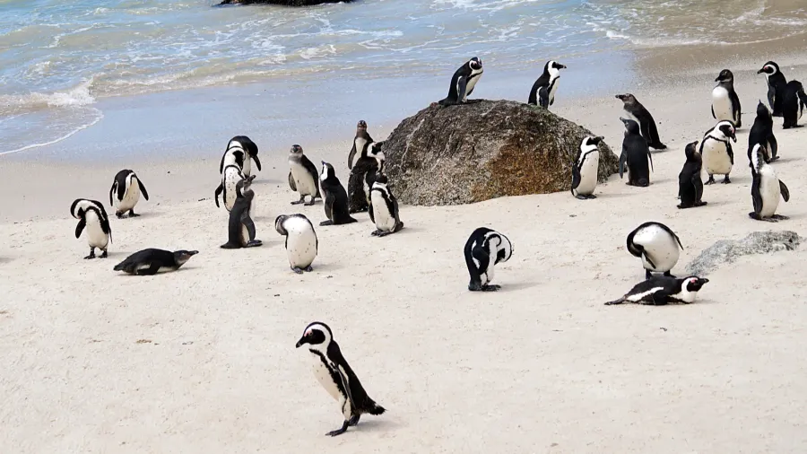 cape penguins at boulders beach simons town  south africa