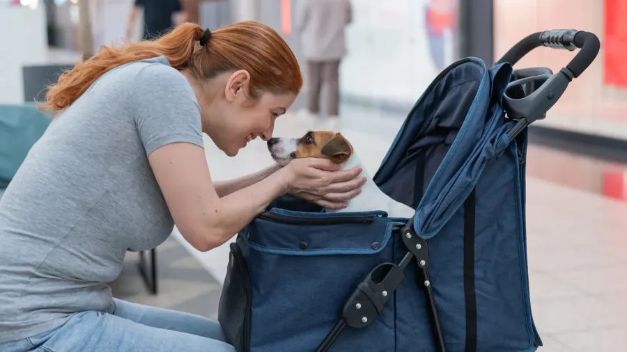caucasian woman petting her jack russell terrier dog shopping with