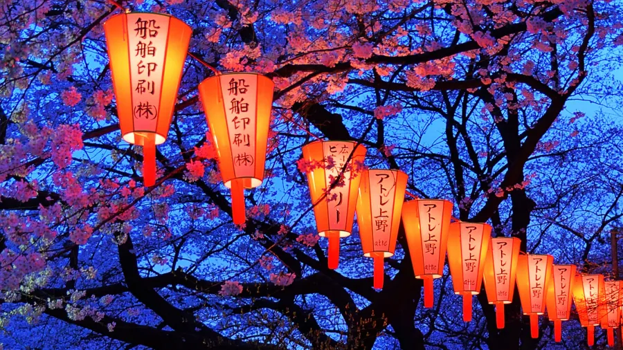 cherryblossom viewing hanami festival