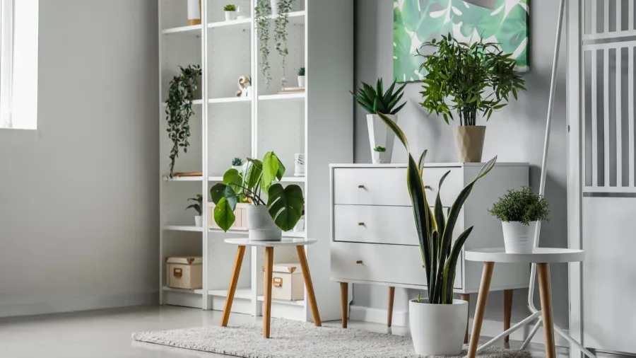 A modern room filled with indoor plants and minimalist furniture.