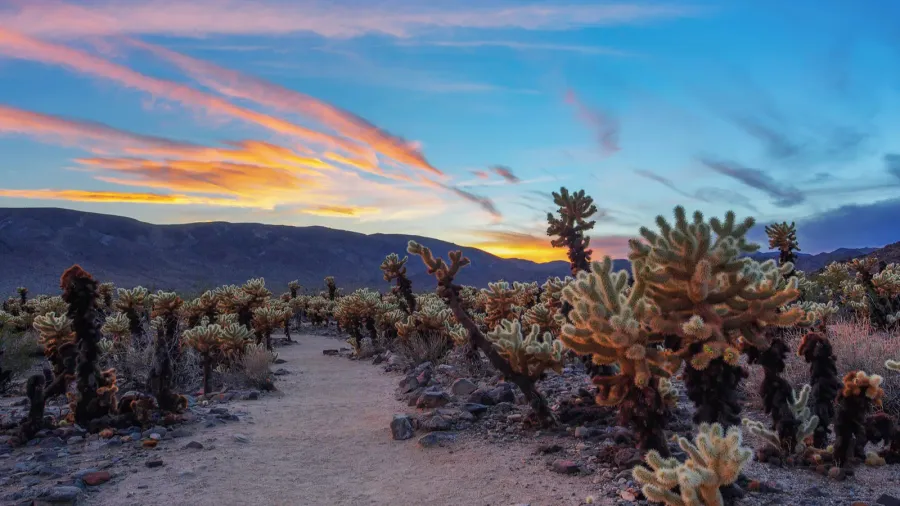 cholla cactus garden in joshua tree national park at sunset