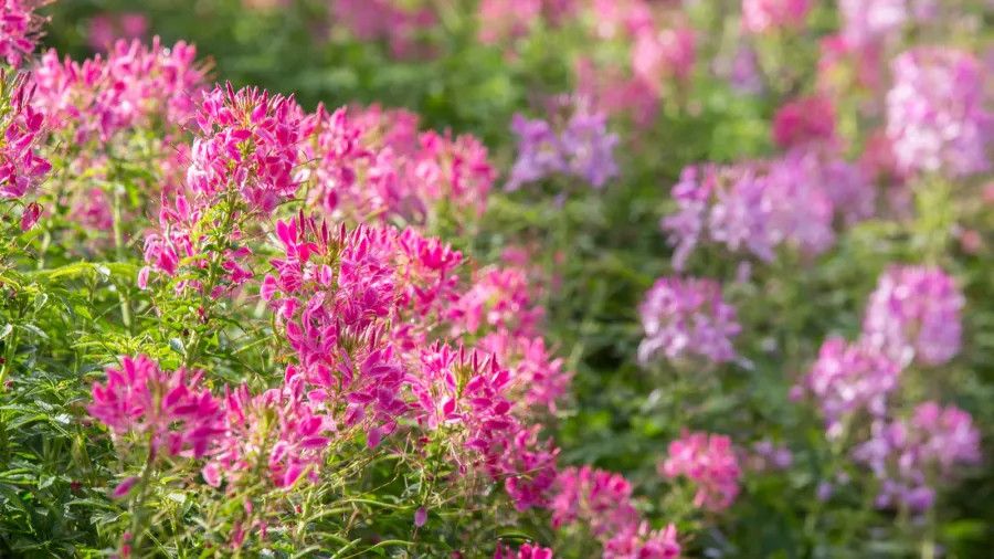cleome spinosa or spider flower