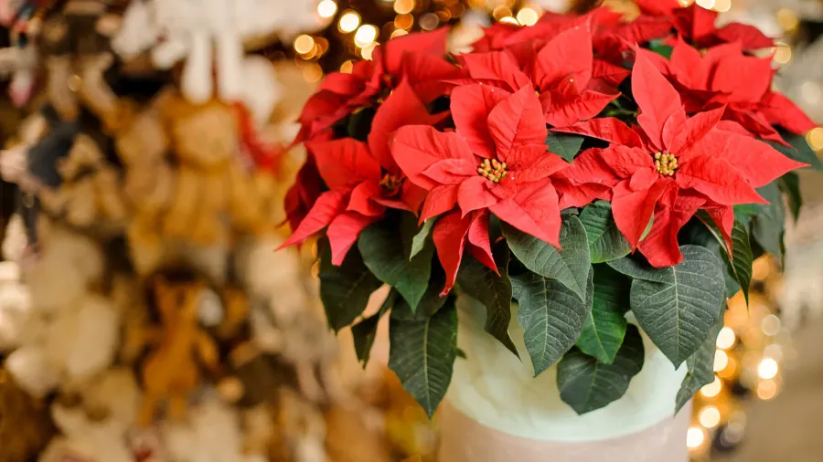 closeup of beautiful poinsettia flower with bright green and red