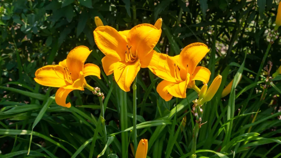 Yellow daisies with dark centers swaying by a wooden fence.