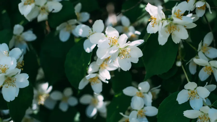 Blooming jasmine flowers on a bush in a garden.