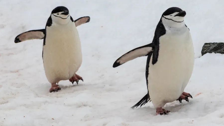 closeup of chinstrap penguins pygoscelis antarcticus walking across snow flippers