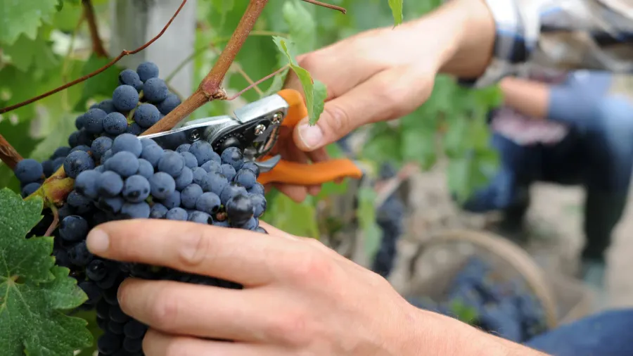 closeup on bunch of grapes being picked from row