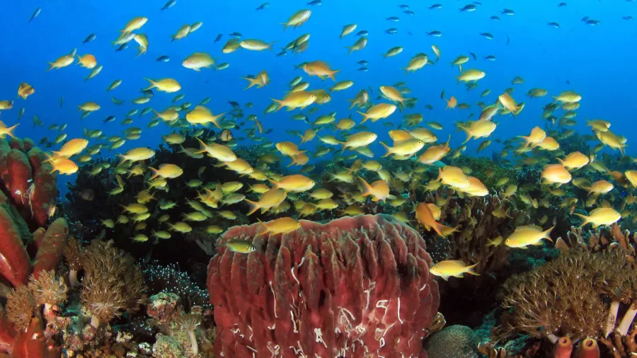 colorful coral reef with schools of fish against blue water