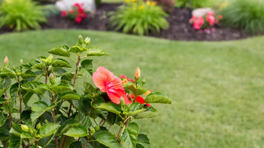 A blooming red hibiscus flower growing in a lush green garden.