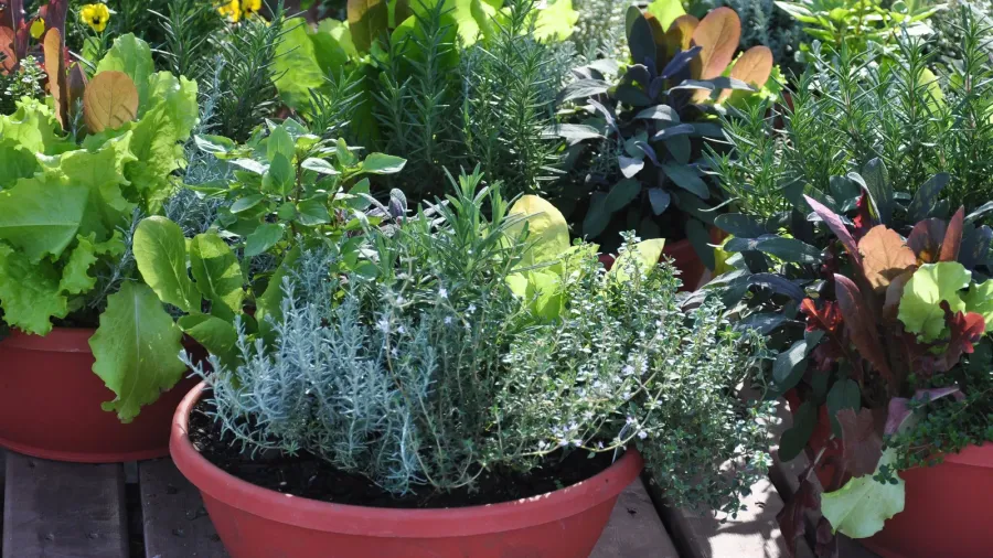 Container gardening with plants growing in red pots.
