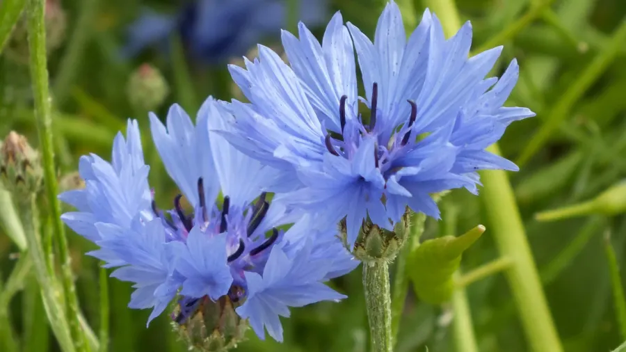 cornflower or bachelors button wildflower field