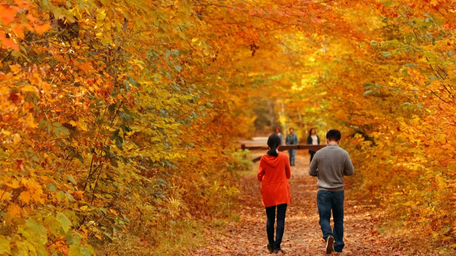 couple in colorful woods