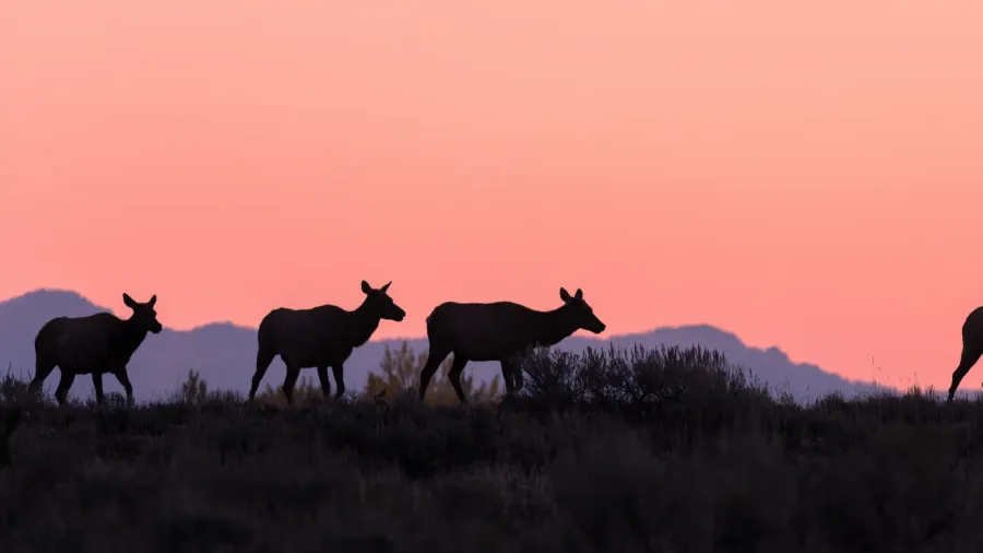 cow elk silhouetted at sunrise in wyoming in autumn