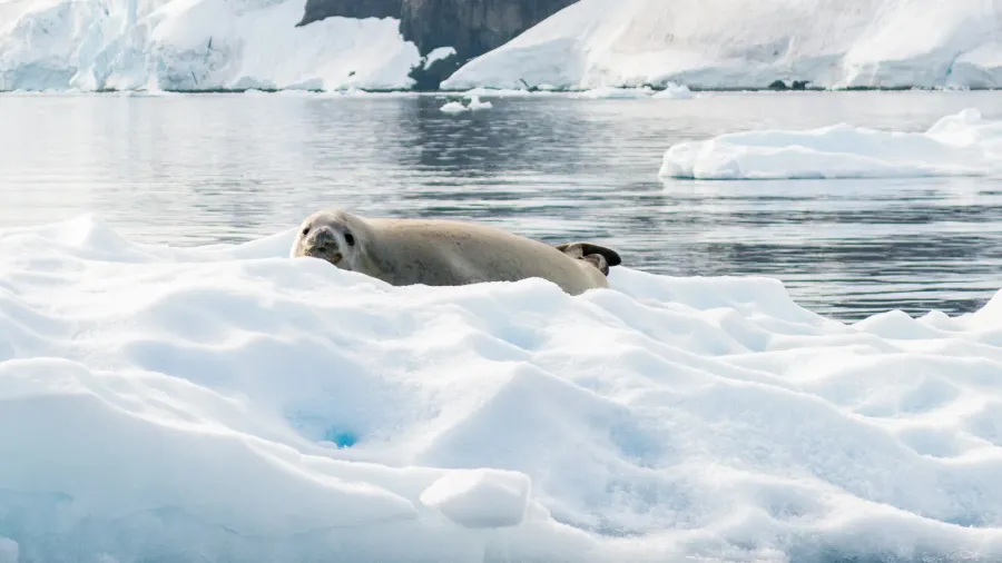 crabeater seal lobodon carcinophagus resting on a piece of floating
