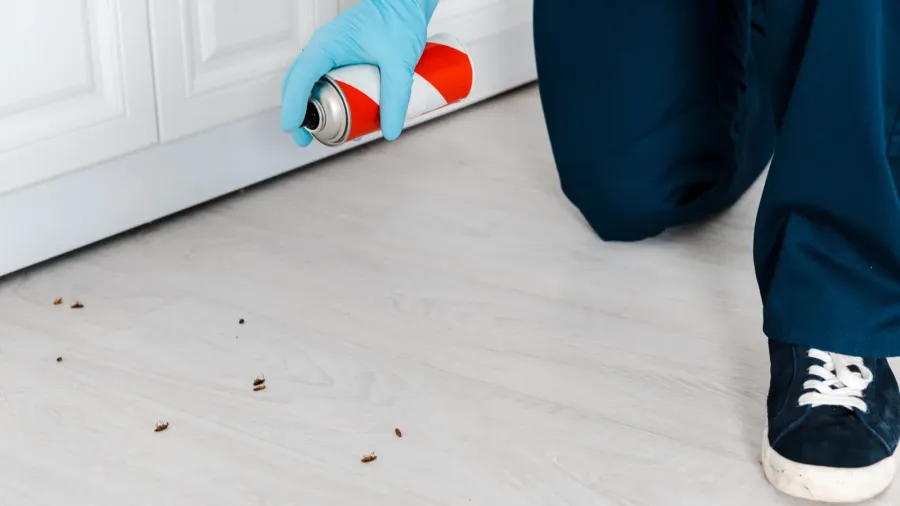 cropped view of exterminator in latex gloves holding toxic spray