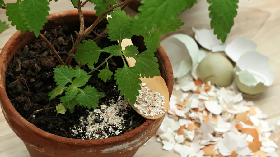 crushed egg shells enrich the soil with calcium and other