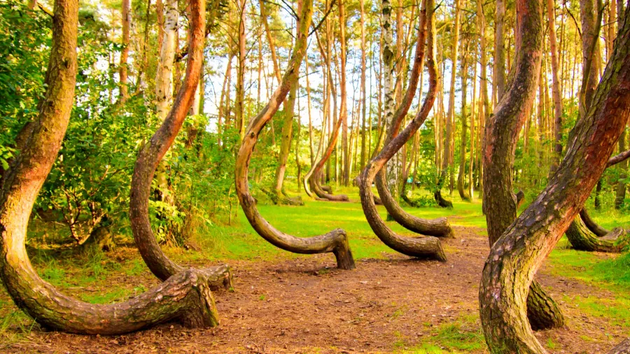 curved forest reserve in poland