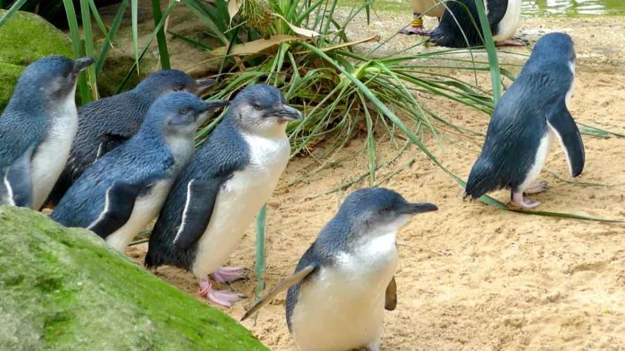 cute australian little penguins