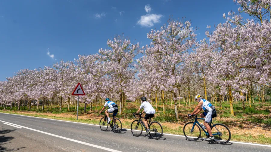 cyclists pedaling in front of flowering paulownia plantation paulownia tomentosa