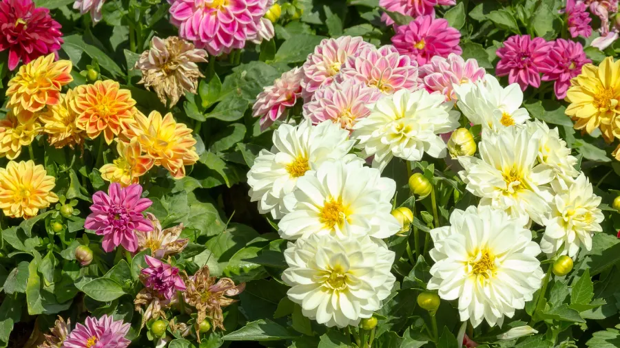 A vibrant garden bed with a variety of colorful dahlia flowers.
