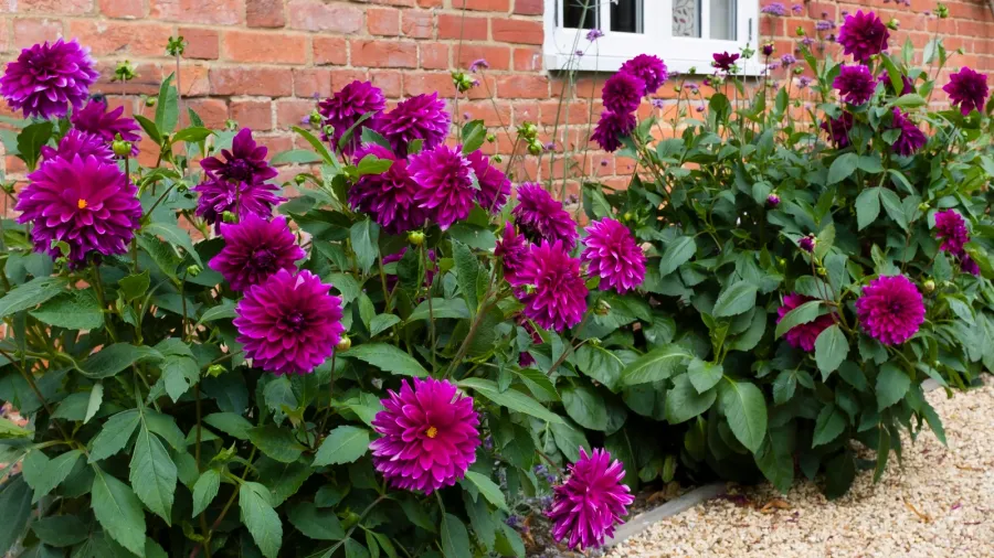 Stunning purple dahlias growing around the garden edge.