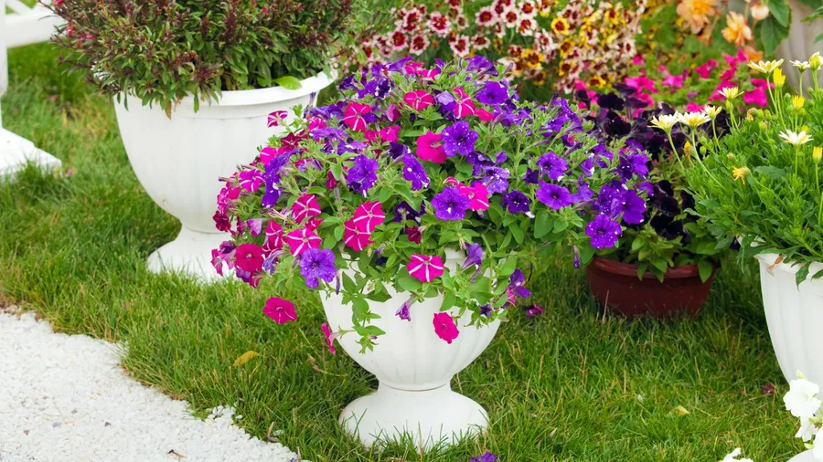 A large planter overflowing with purple and pink petunia flowers.
