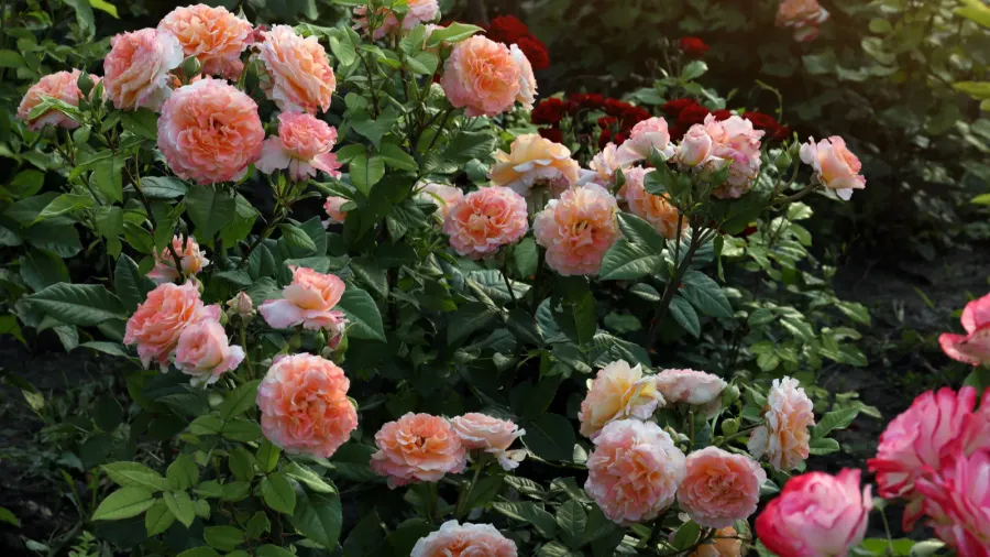 Beautiful blooming rose bushes in a garden.
