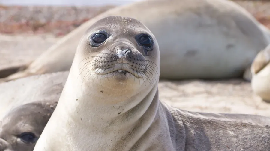 elephant seal on beach close up patagonia argentina