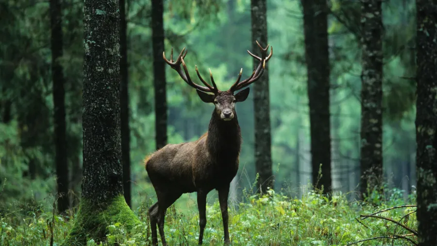 elk in forest