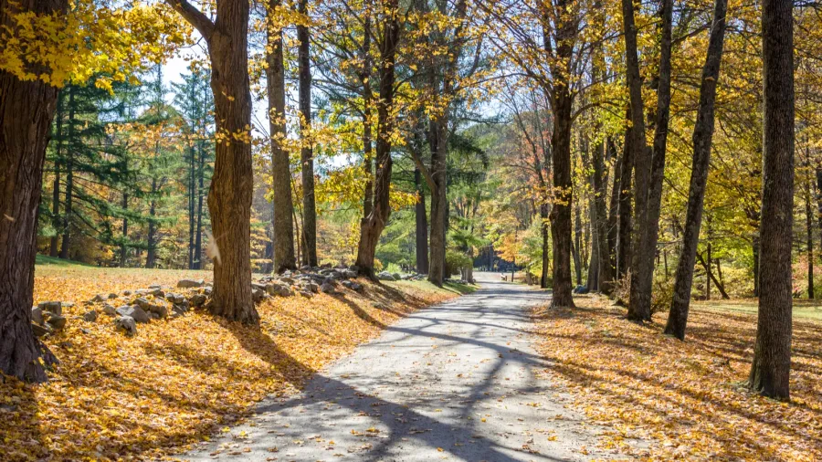 empty tree lined road in the countryside of connecticut on