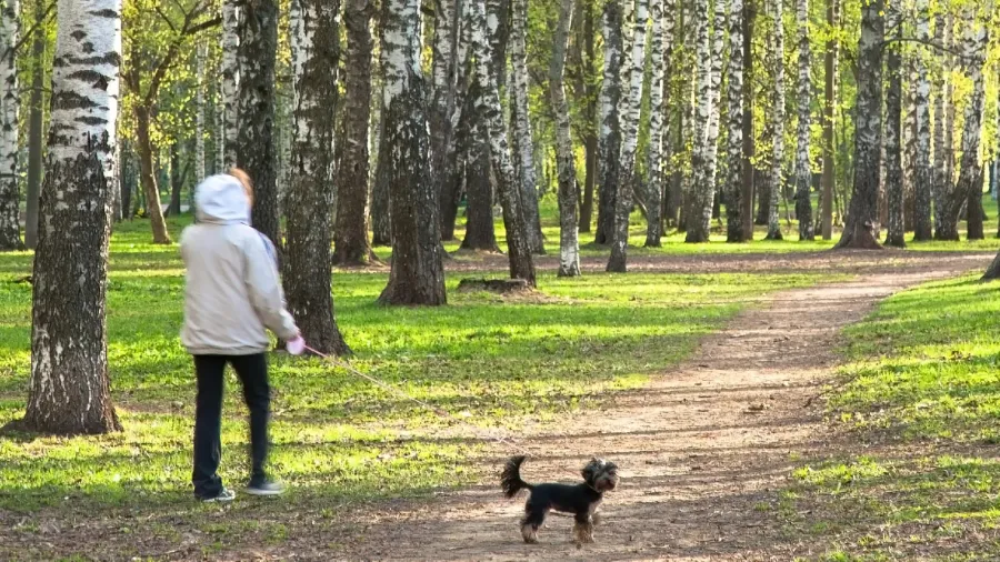 evening walking in sunny spring birch park with first greens