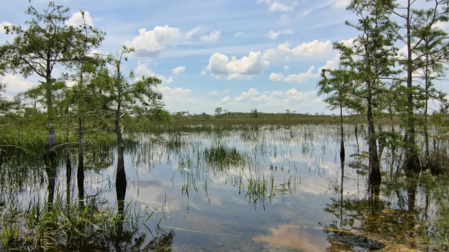 everglades landscape 8