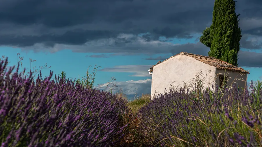 explore the serene beauty of provence with vibrant lavender fields