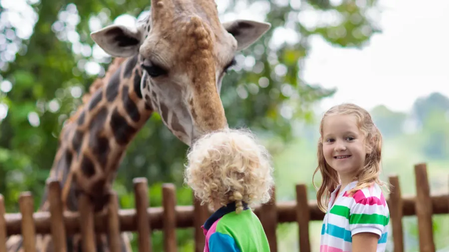 family feeding giraffe in zoo children feed giraffes in tropical